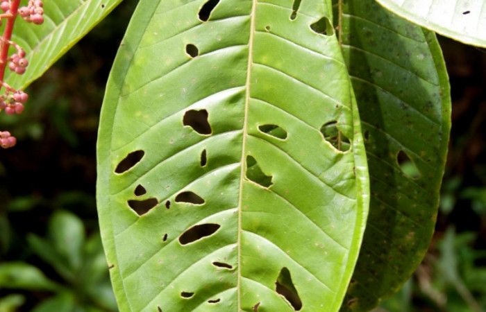 Hoja en el haz  <i>Miconia trinervia</i></i> Estacion Pitilla, marzo 2019