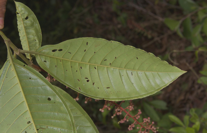 Hoja en el énves  <i>Miconia trinervia</i></i> Estacion Pitilla, marzo 2019