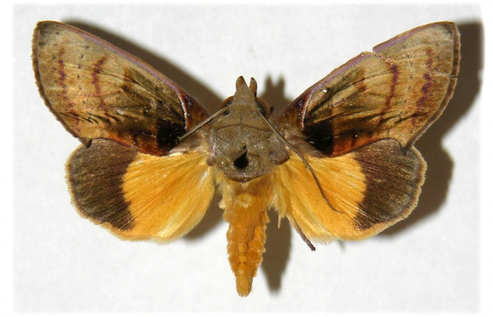 Figura 17. Adulto de <i>Gonodonta sicheas</i></i> (Erebidae), vista dorsal.(01-SRNP-4984-DHJ311906.jpg).