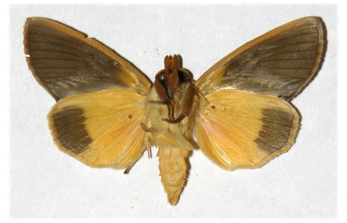 Figura 18. Adulto de <i>Gonodonta sicheas</i></i> (Erebidae), vista ventral.(01-SRNP-4984-DHJ311907.jpg).