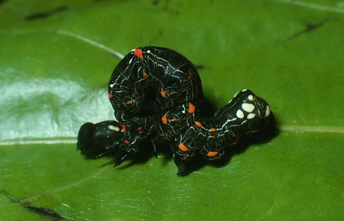 Fig. 16 Lateral entero <i>Gonodonta sicheas</i></i> (Erebidae), <i>Abuta panamensis</i></i>
(Menispermaceae), (17-SRNP-21592-DHJ710825.jpg ), Sector Cacao. (elevación 1060 metros). Colectada 11 Octubre 2003.