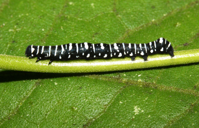 Fig. 2 Vista lateral entero <i>Gonodonta indentata</i></i> (Erebidae), <i>Abuta panamensis</i></i> (Menispermaceae), (13-SRNP-31173-DHJ701406.jpg), Sector Pitilla, Sendero Nacho. (elevación 710 metros). Colectada 26 Agosto 2013.