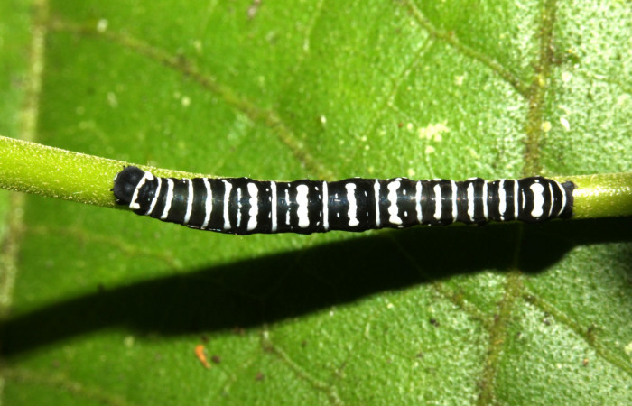 Fig. 1 Vista dorsal entero <i>Gonodonta indentata</i></i> (Erebidae), <i>Abuta panamensis</i></i> (Menispermaceae), (13-SRNP-31173-DHJ701407.jpg), Sector Pitilla, Sendero Nacho. (elevación 710 metros). Colectada 26 Agosto 2013.