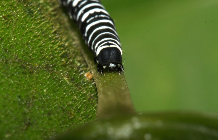 Fig. 3 Cabeza <i>Gonodonta indentata</i></i> (Erebidae), <i>Abuta panamensis</i></i> (Menispermaceae), (13-SRNP-31173-DHJ701406.jpg), Sector Pitilla, Sendero Nacho. (elevación 710 metros). Colectada 26 Agosto 2013.