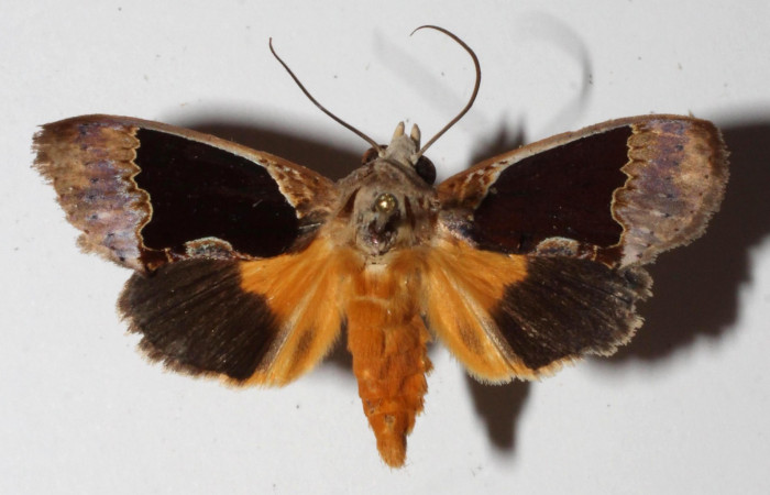 Figura 13. Adulto de <i>Gonodonta indentata</i></i> (Erebidae), vista dorsal.(15-SRNP-21155-DHJ918888.jpg).