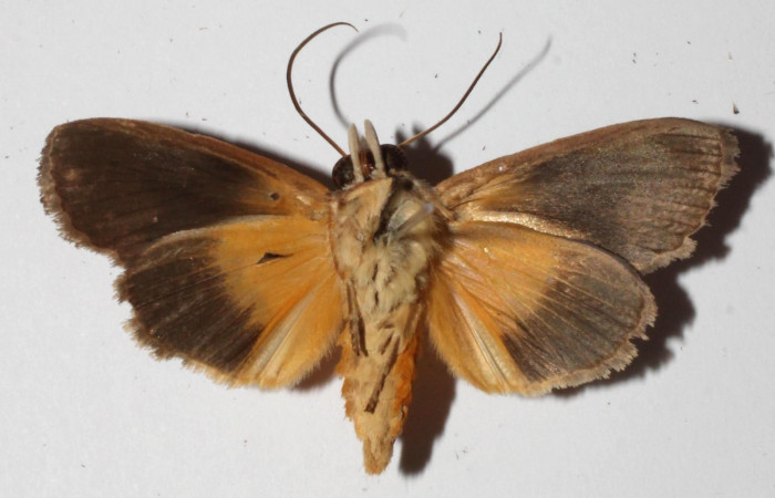 Figura 14. Adulto de <i>Gonodonta indentata</i></i> (Erebidae), vista ventral.(15-SRNP-21155-DHJ918889.jpg).