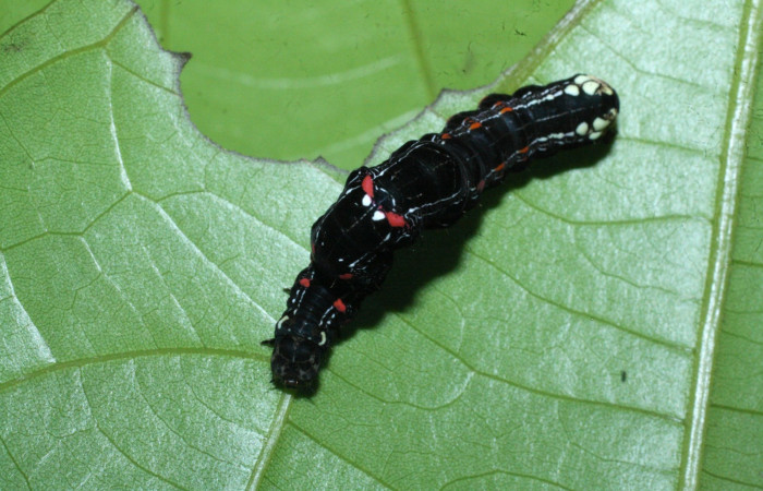 Fig. 15 Dorsal entero <i>Gonodonta sicheas</i></i> (Erebidae), <i>Abuta panamensis</i></i>
(Menispermaceae), (17-SRNP-21592-DHJ710825.jpg ), Sector Del Oro. (elevación 590 metros). Colectada 8 Diciembre 2017.