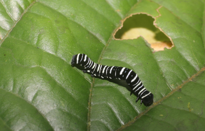 Fig. 4 Dorsal <i>Gonodonta indentata</i></i> (Erebidae), <i>Abuta panamensis</i></i>
(Menispermaceae), (18-SRNP-80702-DHJ715460.jpg), Estacón Leiva, Sendero Jacobo. (elevación 461 metros). Colectada 10 Setiembre 2018. Foto Anabelle Córdoba.