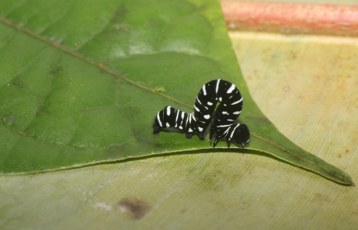 Fig. 5 Lateral <i>Gonodonta indentata</i></i> (Erebidae), <i>Abuta panamensis</i></i>
(Menispermaceae), (18-SRNP-80702-DHJ715460.jpg), Estacón Leiva, Sendero Selva. (elevación 461 metros). Colectada 10 Setiembre 2018. Foto Anabelle Córdoba.	