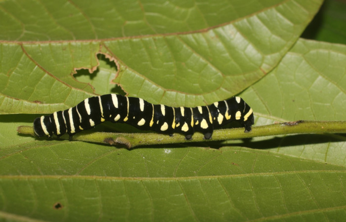 Fig. 7 Lateral entero<i>Gonodonta indentata</i></i> (Erebidae), <i>Abuta panamensis</i></i>
(Menispermaceae), (18-SRNP-80702-DHJ715505.jpg), Estacón Leiva, Sendero Jacobo. (elevación 461 metros). Colectada 14 Setiembre 2018. Foto Anabelle Córdoba.