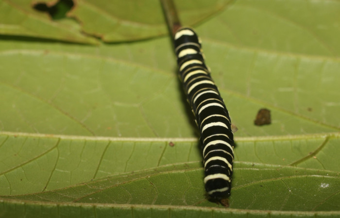 Fig. 8 Cabeza <i>Gonodonta indentata</i></i> (Erebidae), <i>Abuta panamensis</i></i>
(Menispermaceae), (18-SRNP-80702-DHJ715506.jpg), Estacón Leiva, Sendero Jacobo. (elevación 461 metros). Colectada 14 Setiembre 2018. Foto Anabelle Córdoba.