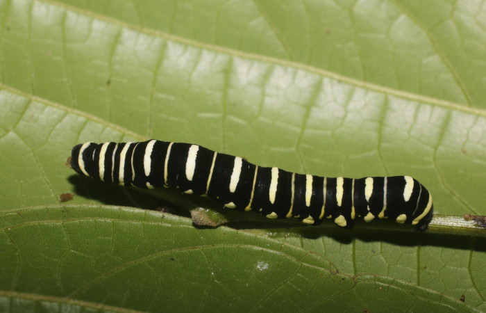 Fig. 6 Dorsal entero <i>Gonodonta indentata</i></i> (Erebidae), <i>Abuta panamensis</i></i>
(Menispermaceae), (18-SRNP-80702-DHJ715508.jpg), Estacón Leiva, Sendero Jacobo. (elevación 461 metros). Colectada 14 Setiembre 2018. Foto Anabelle Córdoba.
