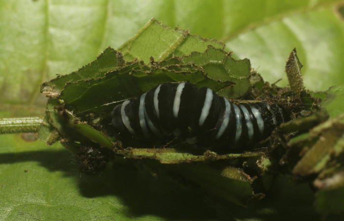 Fig. 10 Dorsal central <i>Gonodonta indentata</i></i> (Erebidae), <i>Abuta panamensis</i></i>
(Menispermaceae), (18-SRNP-80702-DHJ715512.jpg), Estacón Leiva, Sendero Jacobo.