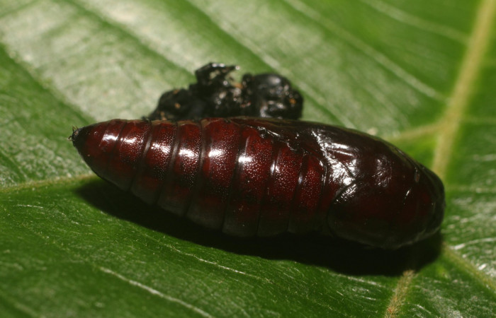 Fig. 11 Pupa <i>Gonodonta indentata</i></i> (Erebidae), (18-SRNP-80702-DHJ715514.jpg , Estacón Leiva, Sendero Jacobo. (elevación 461 metros). Colectada 18 Setiembre 2018. Foto Anabelle Córdoba.