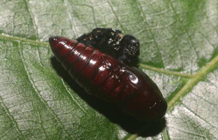 Fig. 12 Pupa <i>Gonodonta indentata</i></i> (Erebidae), (18-SRNP-80702-DHJ715515.jpg , Estacón Leiva, Sendero Jacobo. (elevación 461 metros). Colectada 18 Setiembre 2018. Foto Anabelle Córdoba.