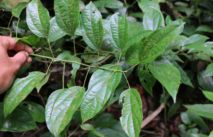 Figura 20. Planta hospedera de larva <i>Gonodonta indentata</i></i>, (Erebidae), <i>Abuta panamensis</i></i>, (Menispermaceae), posición haz. Foto Ana Córdoba, 23 Marzo 2019.