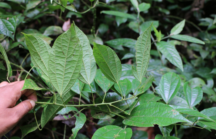 Figura 21. Planta hospedera de larva <i>Gonodonta indentata</i></i>, (Erebidae), <i>Abuta panamensis</i></i>, (Menispermaceae), posición enves. Foto Ana Córdoba, 23 Marzo 2019.