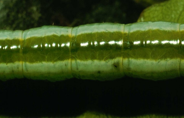 Parte dorsal entero de <i>Bittacochroma pylaon</i></i> (Notodontidae) Último estadio. Voucher: 95-SRNP-362-DHJ21714.jpg.