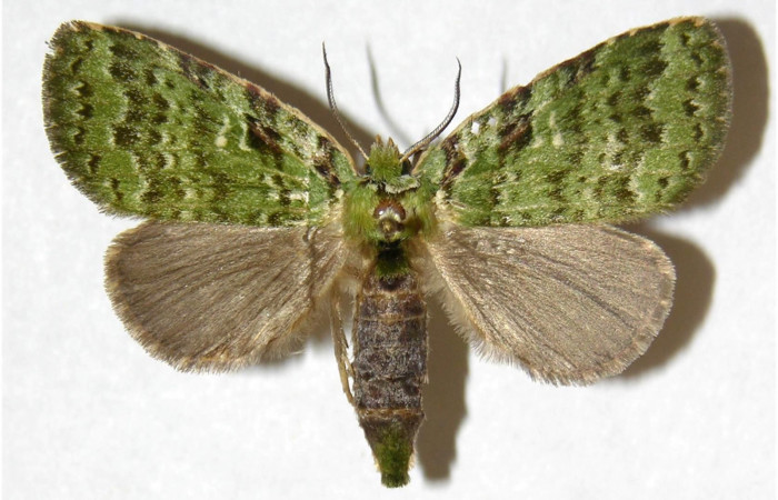 Adulto de <i>Bittacochroma pylaon</i></i> (Notodontidae) hembra. Voucher: 05-SRNP-35743-DHJ311180