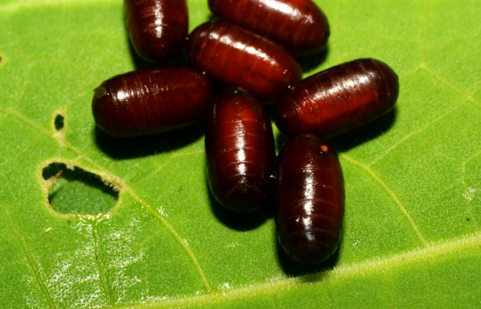  Puparios de Lespesia (Tachinidae) Voucher: 08-SRNP-31839-DHJ440710.jpg. (solo para ilustrar, el voucher no corresponde a larva de <i>Bittacochroma pylaon</i></i>)