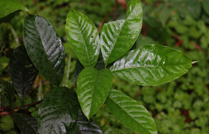  <i>Pouteria reticulata</i></i> (Sapotaceae)planta hospedera de <i>Bittacochroma pylaon</i></i> (Notodontidae). Foto, Carolina Cano San Gerardo Abril 2019.
