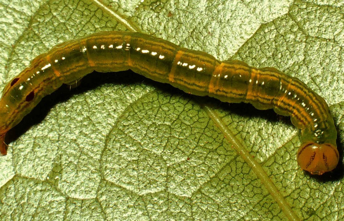 Parte dorsal entero de <i>Bittacochroma pylaon</i></i> (Notodontidae) Tercer estadio. Voucher:99-SRNP-4134-DHJ50928.jpg.