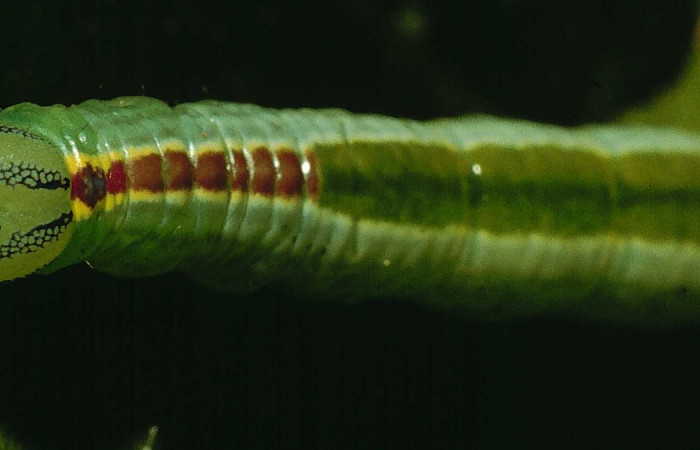 Parte frontal de<i>Bittacochroma pylaon</i></i> (Notodontidae) Ultimo estadío. Voucher: 95-SRNP-362-DHJ21713.jpg.