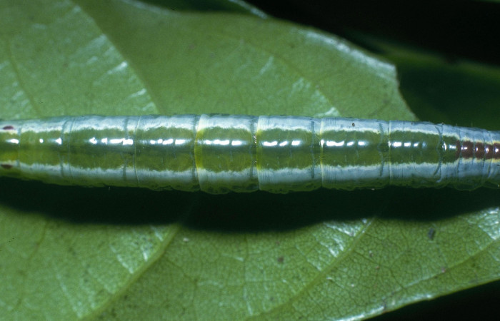 Parte dorsal central de <i>Bittacochroma pylaon</i></i> (Notodontidae) Ultimo estadío. Voucher: 04-SRNP-3166-DHJ84638.jpg.