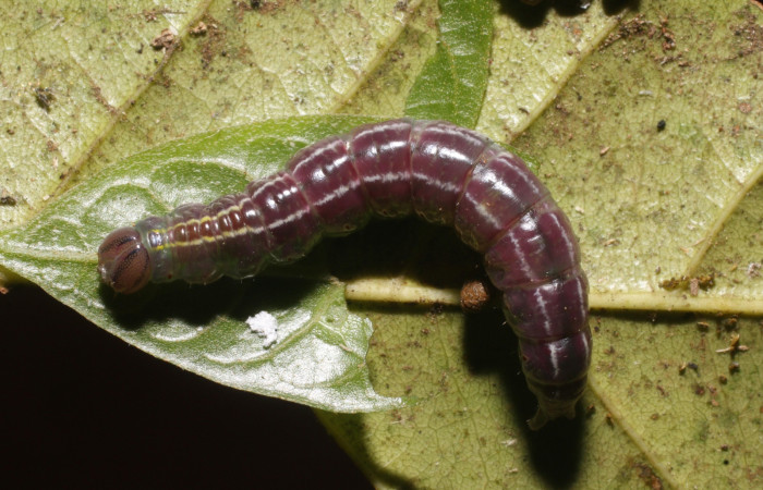 Prepupa de <i>Bittacochroma pylaon</i></i> (Notodontidae), Voucher:19-SRNP-539 -DHJ758604.jpg.