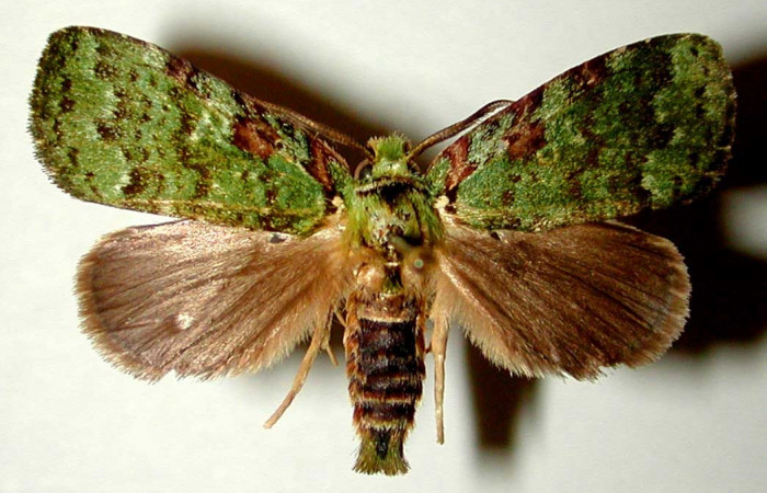 Adulto de <i>Bittacochroma pylaon</i></i> (Notodontidae) macho. Voucher: 00-SRNP-11077-DHJ32256