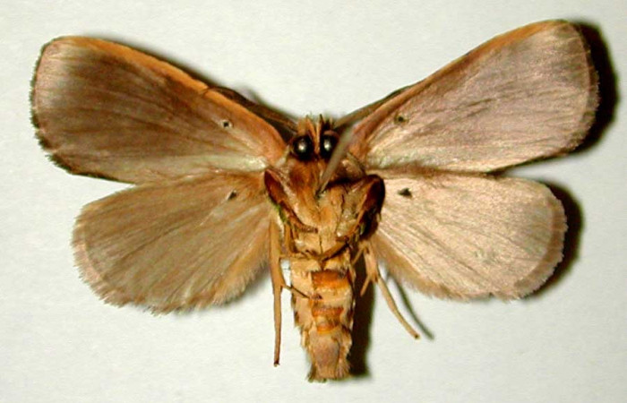 Adulto de <i>Bittacochroma pylaon</i></i> (Notodontidae) macho. Voucher: 00-SRNP-11077-DHJ32257