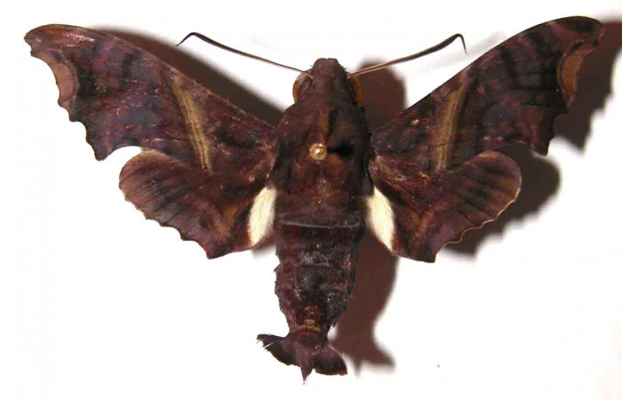 Figura 13. Adulto <i>Enyo ocypete</i></i> (Sphingidae), vista dorsal. (01-SRNP-3269-DHJ37544).