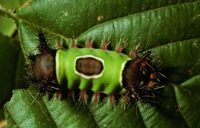 Figura. 14 Larva <i>Acharia hyperoche</i></i> (Limacodidae), posición dorsal alimentándose en Tetracera hydrophila (Dilleniaceae). (01-SRNP-3408-DHJ61666.jpg).
