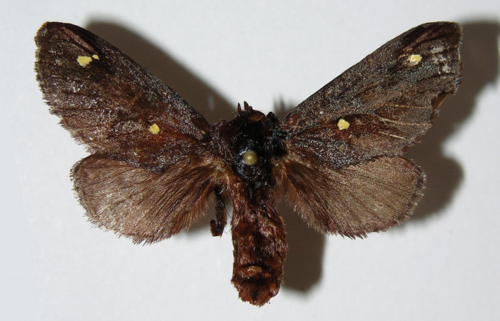 Figura 15. Adulto <i>Acharia hyperoche</i></i> (Limacodidae), vista dorsal. (02-SRNP-18456-DHJ336704 .jpg).