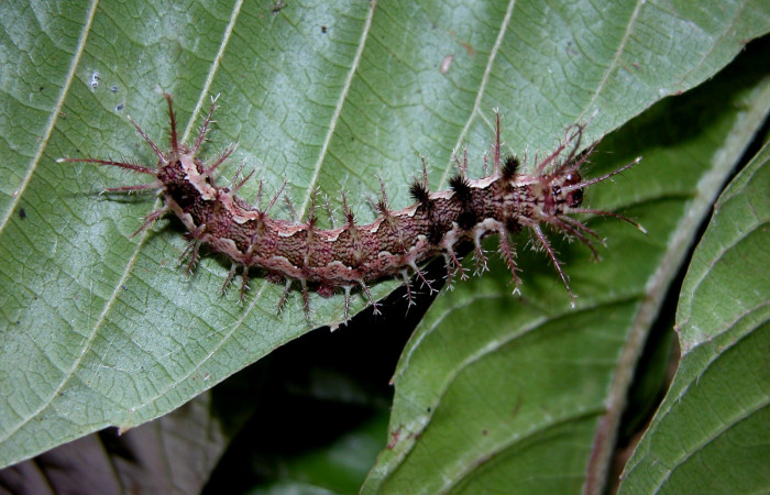 Figura. 16 Larva <i>Pseudodirphia regia</i></i> (Saturniidae), posición dorsal alimentándose en Tetracera hydrophila (Dilleniaceae). (04-SRNP-42292-DHJ401698.jpg).