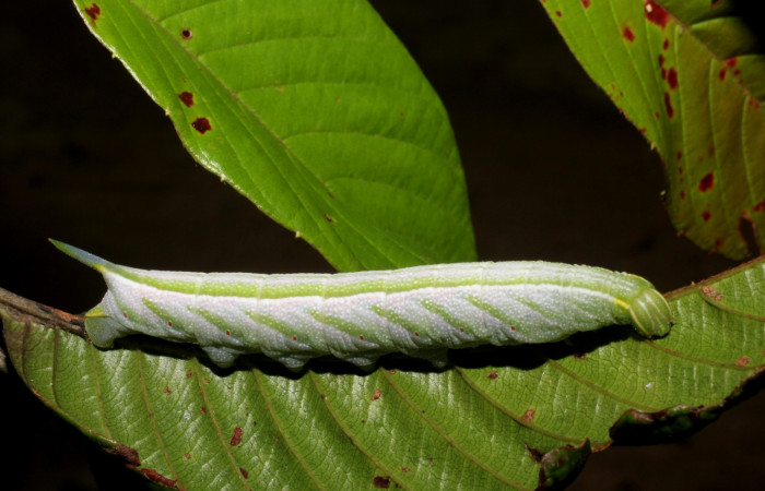 Figura. 12 Larva <i>Enyo ocypete</i></i> (Sphingidae), posición lateral alimentándose en Tetracera hydrophila (Dilleniaceae). (14-SRNP-44147-DHJ803235.jpg).