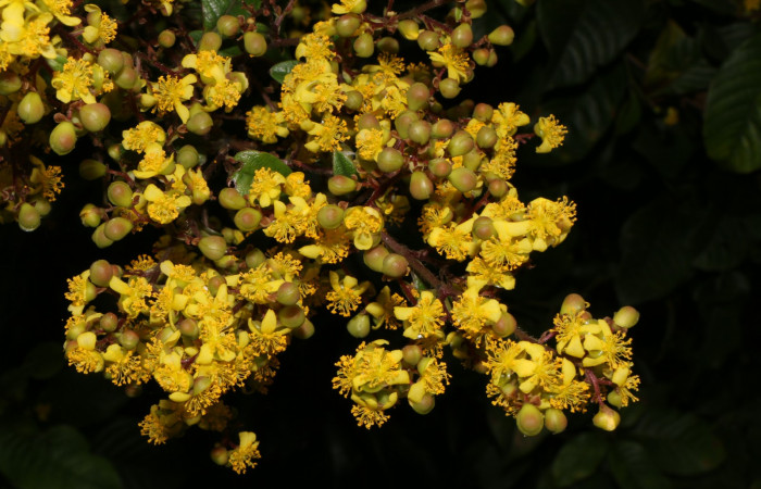 Figura. 5 Flores en racimo, <i>Tetracera hydrophila</i></i> (Dilleniaceae). Area de Conservación Guanacaste, Sector Rincón Rain Forest, Estación Leiva, Cafecito, (elevación 455 metros), colectada el 31de marzo 2019. Foto, Jorge Hernández.