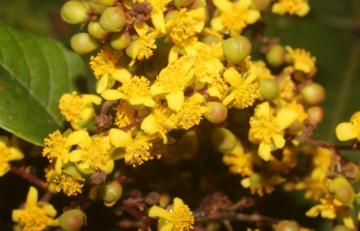 Figura. 7 Estambres, <i>Tetracera hydrophila</i></i> (Dilleniaceae). Area de Conservación Guanacaste, Sector Rincón Rain Forest, Estación Leiva, Cafecito, (elevación 455 metros), colectada el 31de marzo 2019. Foto, Jorge Hernández.