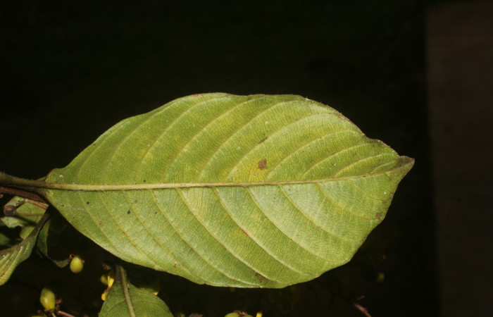 Figura. 2 Hoja envés <i>Tetracera hydrophila</i></i> (Dilleniaceae). Area de Conservación Guanacaste, Sector Rincón Rain Forest, Estación Leiva, Cafecito, (elevación 455 metros), colectada el 31 de marzo 2019. Foto, Jorge Hernández.