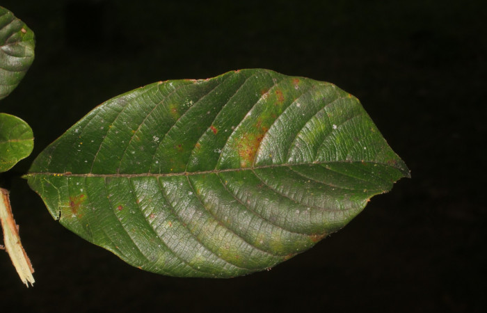 Figura. 3 Hoja haz, <i>Tetracera hydrophila</i></i> (Dilleniaceae). Area de Conservación Guanacaste, Sector Rincón Rain Forest, Estación Leiva, Cafecito, (elevación 455 metros), colectada el 31de marzo 2019. Foto, Jorge Hernández.