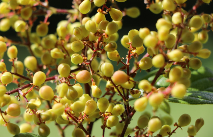Figura. 9 Botones florales, <i>Tetracera hydrophila</i></i> (Dilleniaceae). Area de Conservación Guanacaste, Sector Rincón Rain Forest, Estación Leiva, Cafecito, (elevación 455 metros), colectada el 31de marzo 2019. Foto, Jorge Hernández.