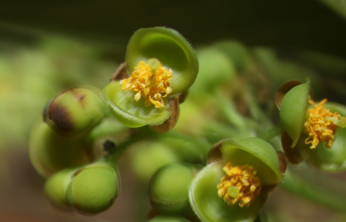 Figura. 6 Flor de frente, <i>Tetracera hydrophila</i></i> (Dilleniaceae). Area de Conservación Guanacaste, Sector Rincón Rain Forest, Estación Leiva, Cafecito, (elevación 455 metros), colectada el 31de marzo 2019. Foto, Jorge Hernández.