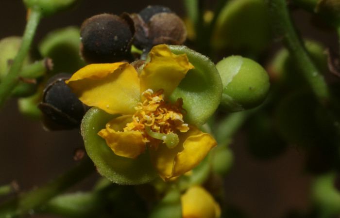 Figura. 8 Pistillo, <i>Tetracera hydrophila</i></i> (Dilleniaceae). Area de Conservación Guanacaste, Sector Rincón Rain Forest, Estación Leiva, Cafecito, (elevación 455 metros), colectada el 31de marzo 2019. Foto, Jorge Hernández.