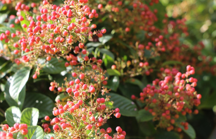Figura. 10 Frutos inmaduros, <i>Tetracera hydrophila</i></i> (Dilleniaceae). Area de Conservación Guanacaste, Sector Rincón Rain Forest, Estación Leiva, Cafecito, (elevación 455 metros), colectada el 31de marzo 2019. Foto, Jorge Hernández.