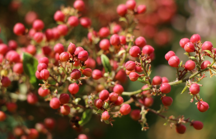 Figura. 11 Frutos inmaduros, <i>Tetracera hydrophila</i></i> (Dilleniaceae). Area de Conservación Guanacaste, Sector Rincón Rain Forest, Estación Leiva, Cafecito, (elevación 455 metros), colectada el 31de marzo 2019. Foto, Jorge Hernández.