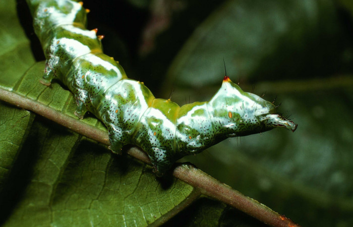 Figura 9. <i>Malocampa mephitis</i></i> (Notodontidae) último estadio, posición lateral trasera, Sector San Cristóbal, Limite Viales. Voucher 01-SRNP-22167-DHJ62378.jpg.