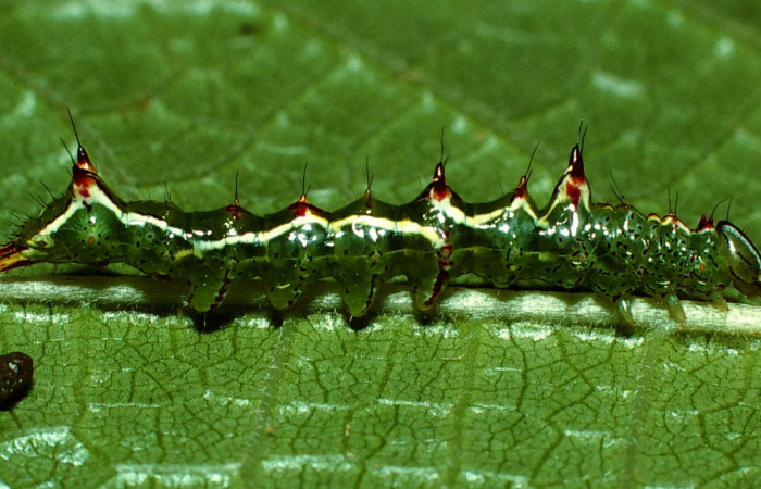 Figura 3. <i>Malocampa mephitis</i></i> (Notodontidae) penúltimo estadio, posición lateral, Sector San Cristóbal, Río Blanco. Voucher 01-SRNP-22244-DHJ62422.jpg.