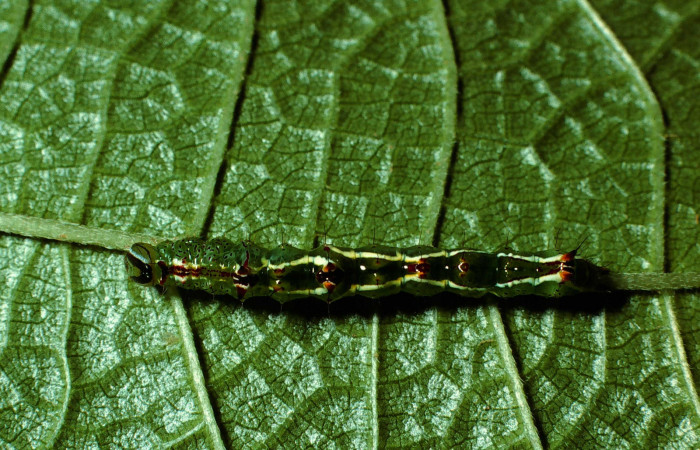 Figura 2. <i>Malocampa mephitis</i></i> (Notodontidae) penúltimo estadio, posición dorsal, Sector San Cristóbal, Río Blanco. Voucher 01-SRNP-22244-DHJ62424.jpg.