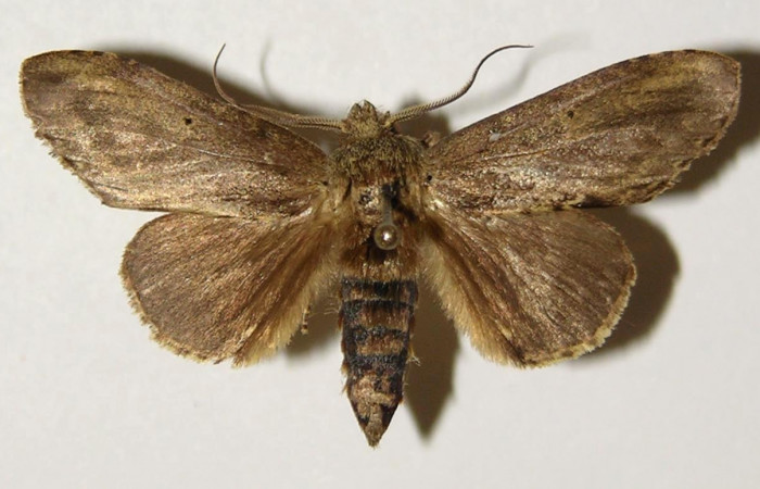 Figura 11. Adulto hembra de <i>Malocampa mephitis</i></i> (Notodontidae) vista dorsal. Voucher 03-SRNP-8404-DHJ301836.jpg.