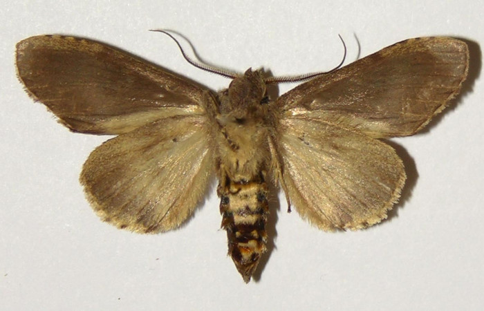 Figura 12. Adulto hembra de <i>Malocampa mephitis</i></i> (Notodontidae) vista ventral. Voucher 03-SRNP-8404-DHJ301837.jpg.